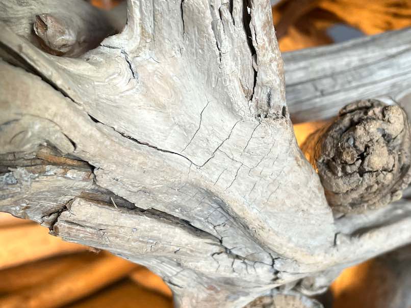 Nahaufnahme Schwemmholz mit warmer Beleuchtung