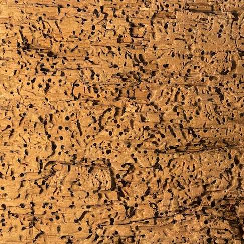 Detail von sehr wurmstichigem Holz im warmen Licht